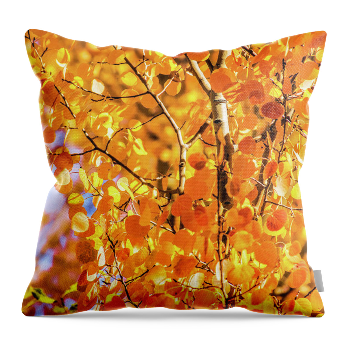 Aspen Trees Throw Pillow featuring the photograph Aspen of Many Colors by Stephen Johnson