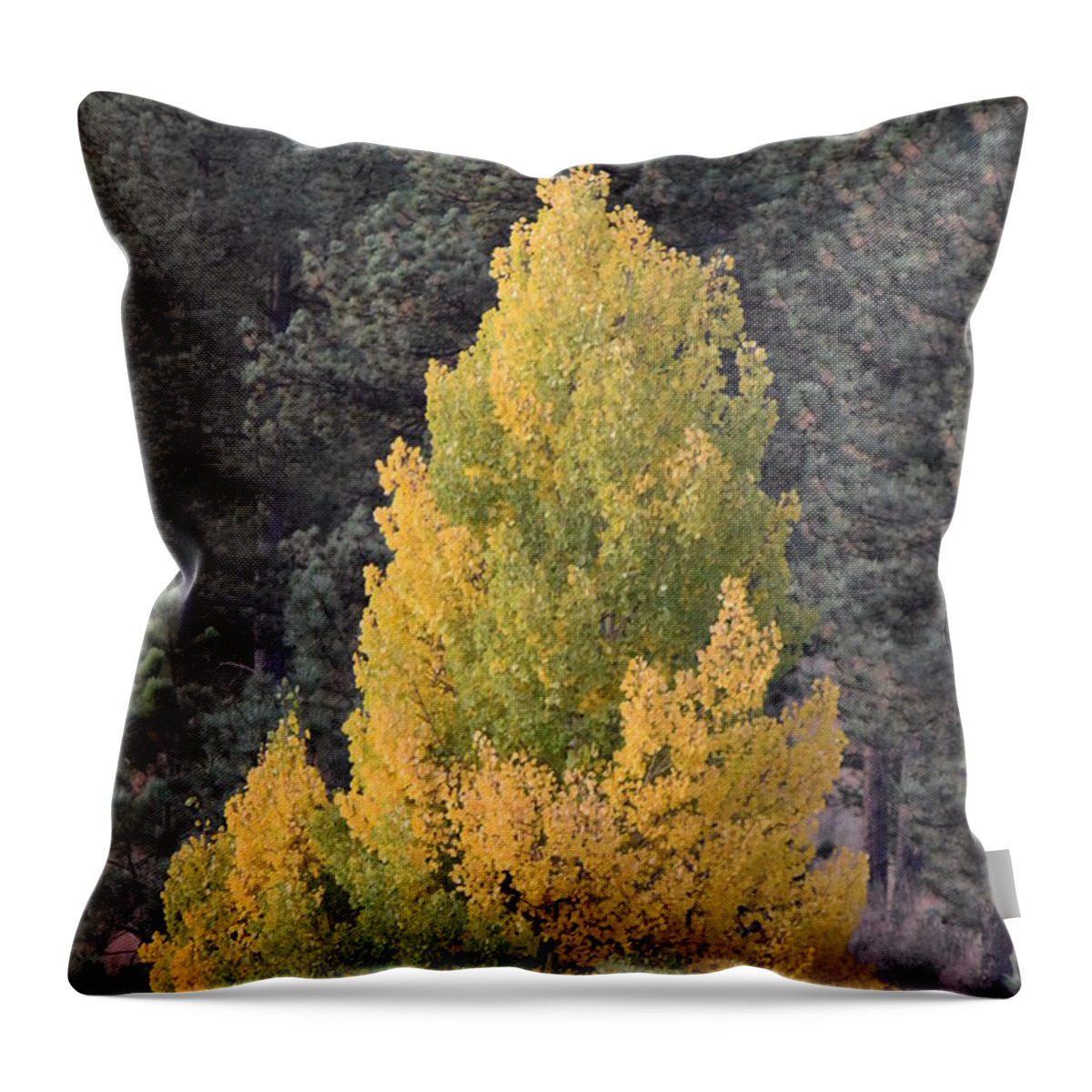 Aspen Throw Pillow featuring the photograph Aspen Tree Fall Colors CO by Margarethe Binkley