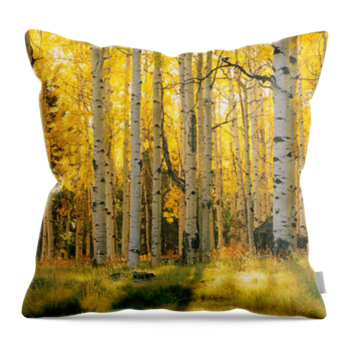 Photography Throw Pillow featuring the photograph Aspen Trees In A Forest, Coconino by Panoramic Images