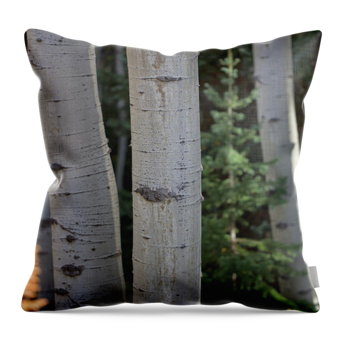 Aspen Throw Pillow featuring the photograph Aspen with Pine by Nancy Dunivin