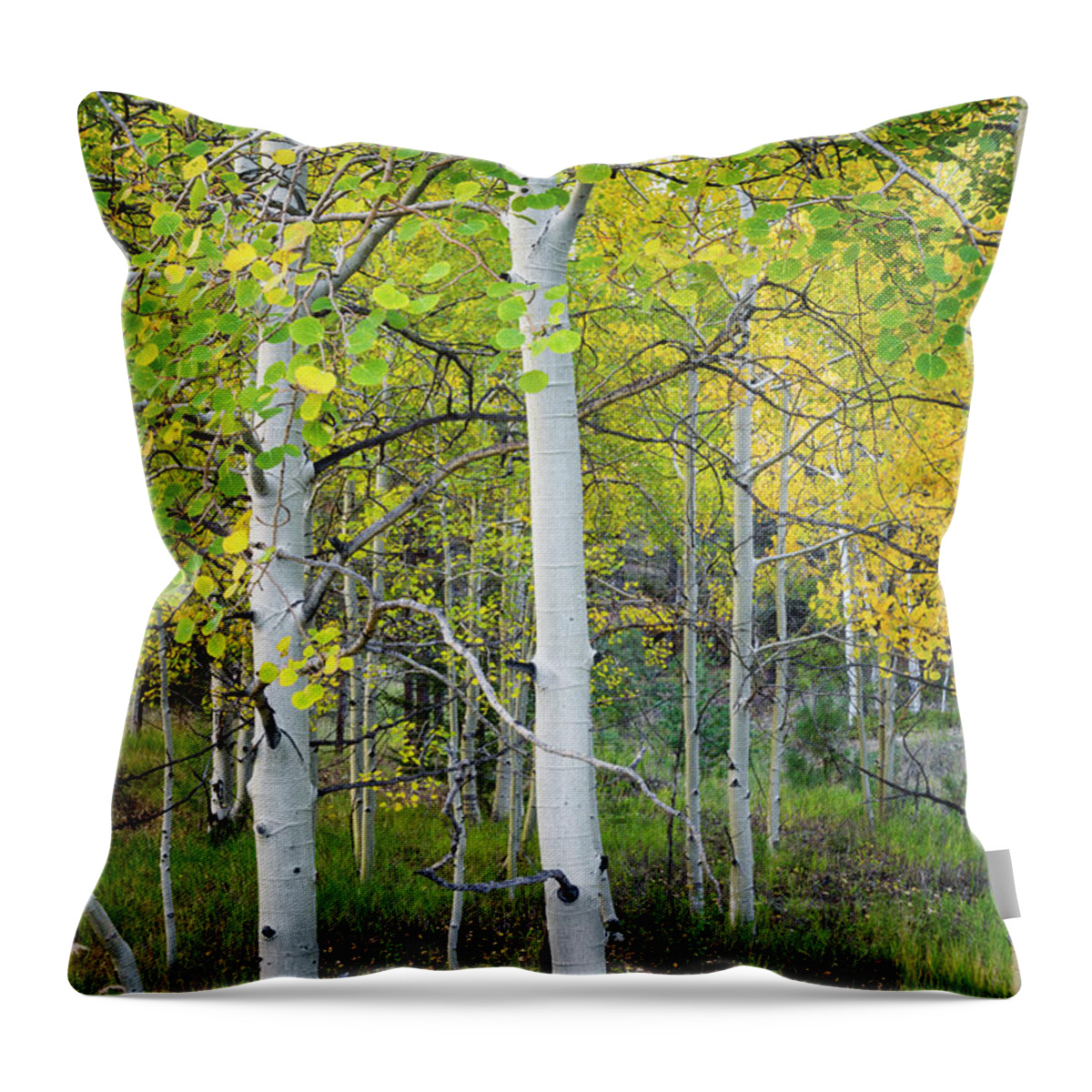 Aspen Throw Pillow featuring the photograph Aspens In Autumn 6 - Santa Fe National Forest New Mexico by Brian Harig