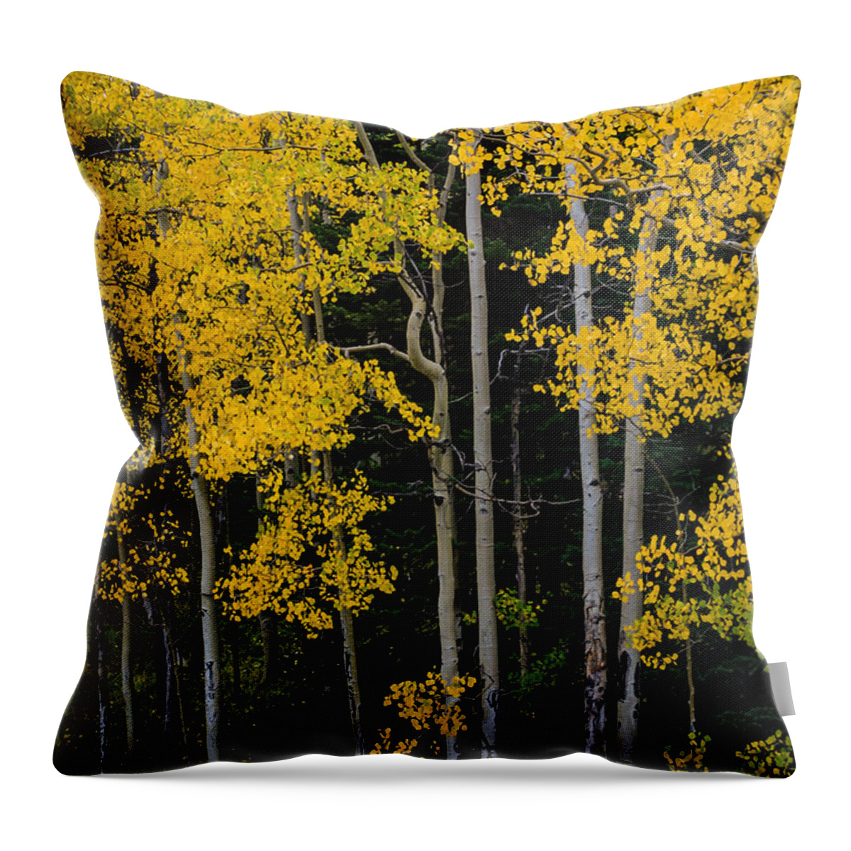 Jay Stockhaus Throw Pillow featuring the photograph Aspens by Jay Stockhaus