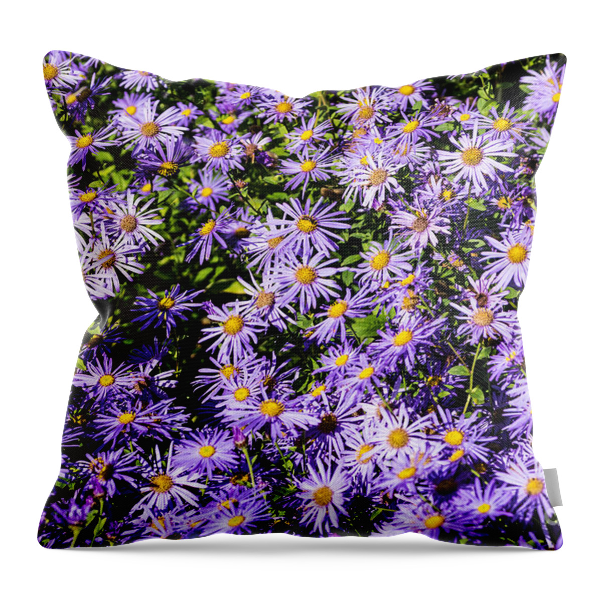 Aster Throw Pillow featuring the photograph Asters by Steve Purnell