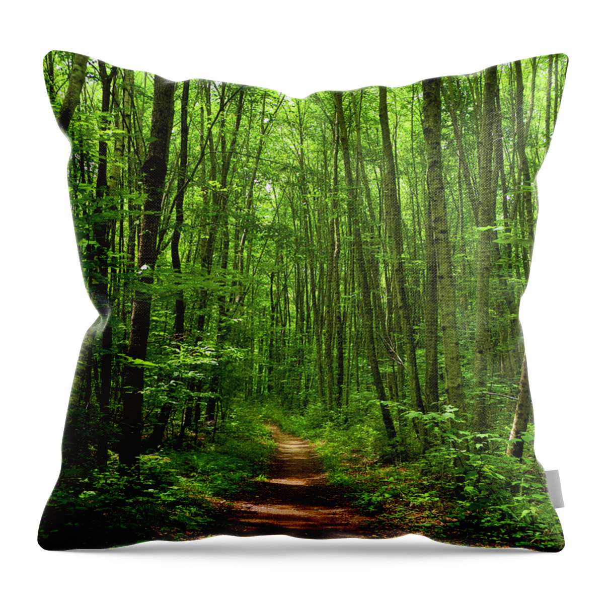 At In Ct Throw Pillow featuring the photograph AT in Connecticut's Tall Trees by Raymond Salani III