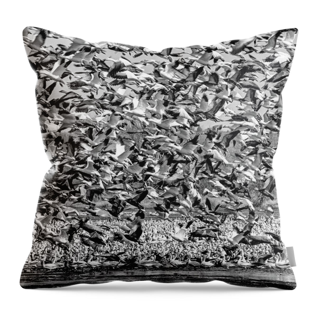 Geese Throw Pillow featuring the photograph At Rest and In Flight by Nikolyn McDonald