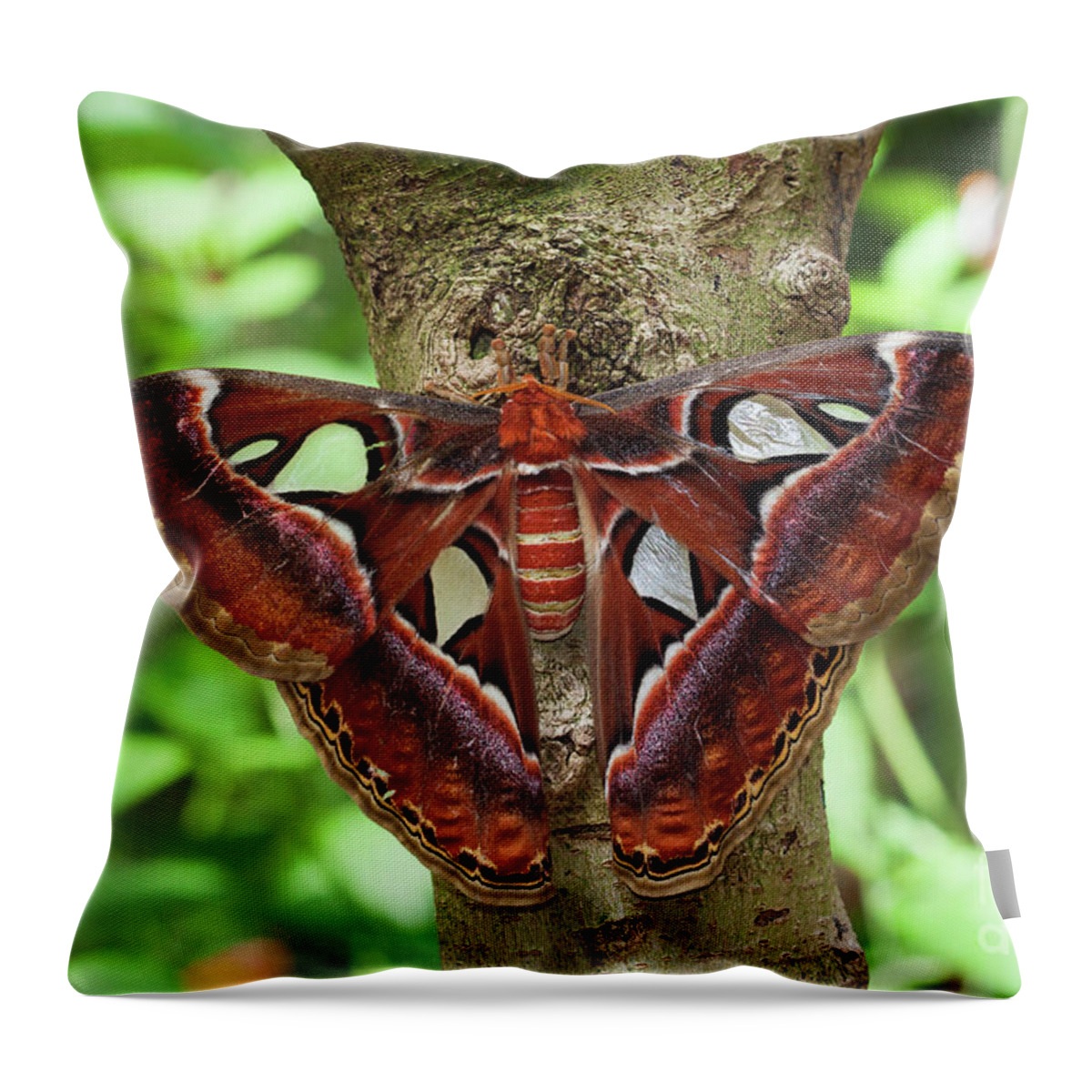 Moth Throw Pillow featuring the photograph Atlas Moth in a tree by Ruth Jolly