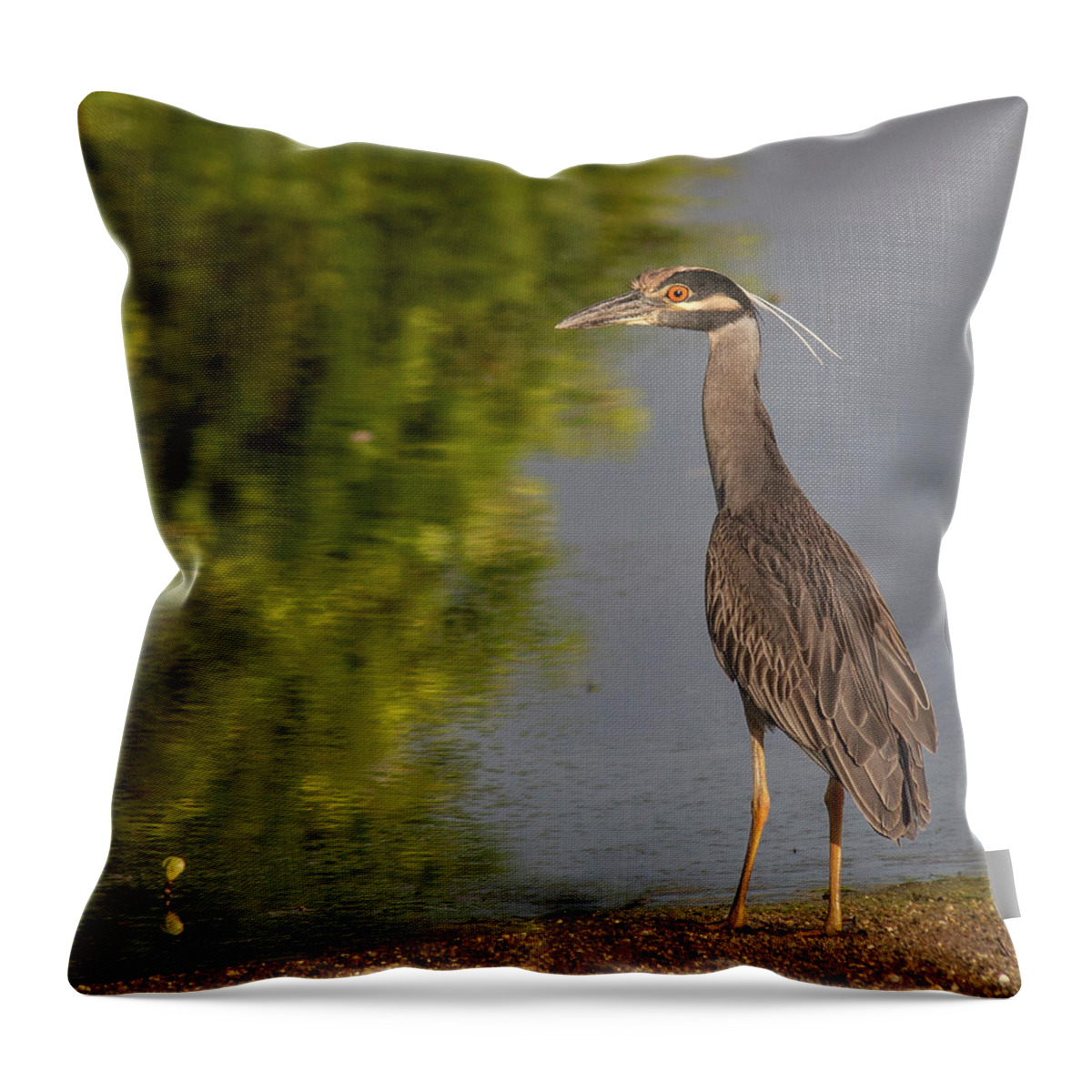 Birds Throw Pillow featuring the photograph Attentive Heron by Jean Noren