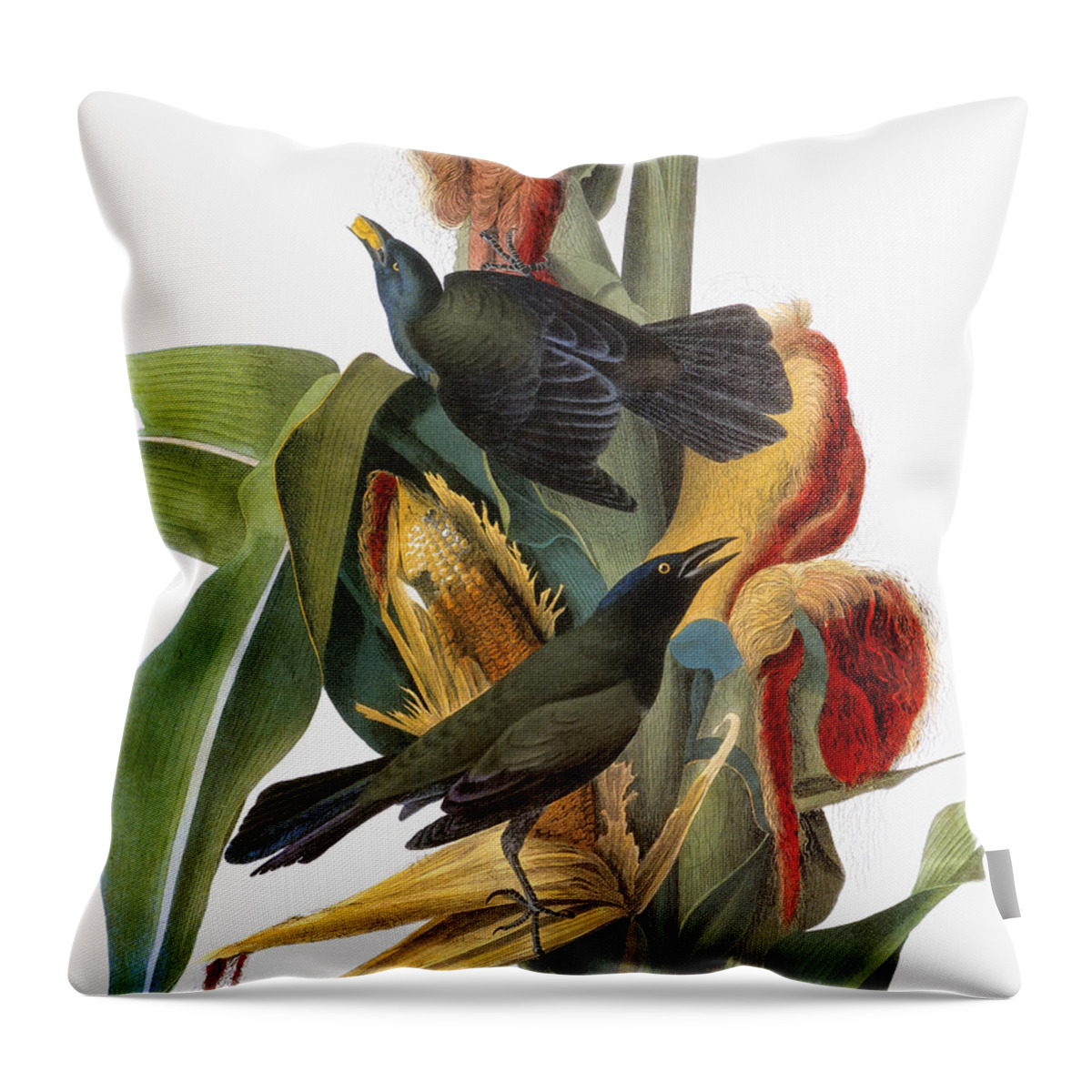 1838 Throw Pillow featuring the photograph Audubon: Grackle by Granger