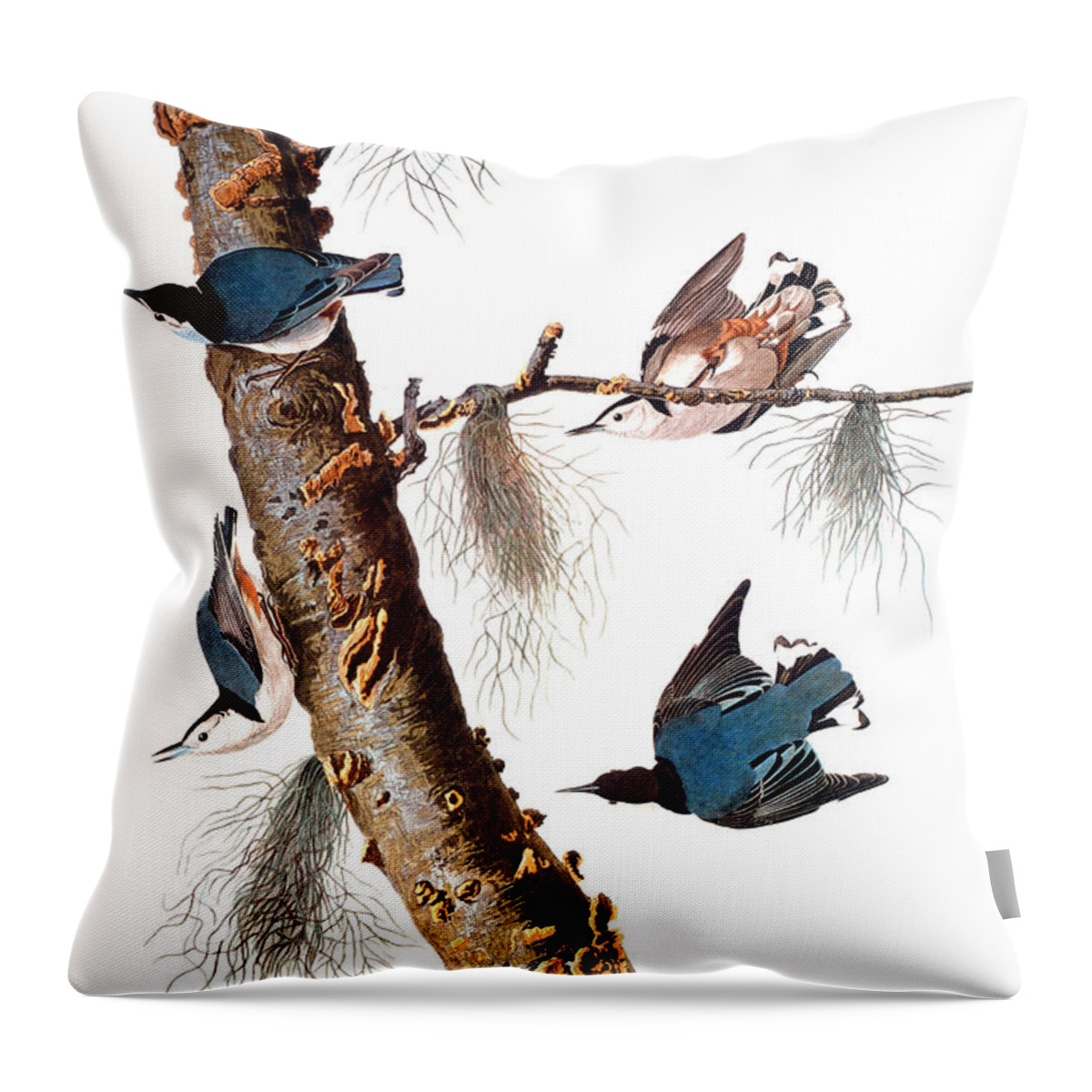 1838 Throw Pillow featuring the photograph Audubon: Nuthatch by Granger