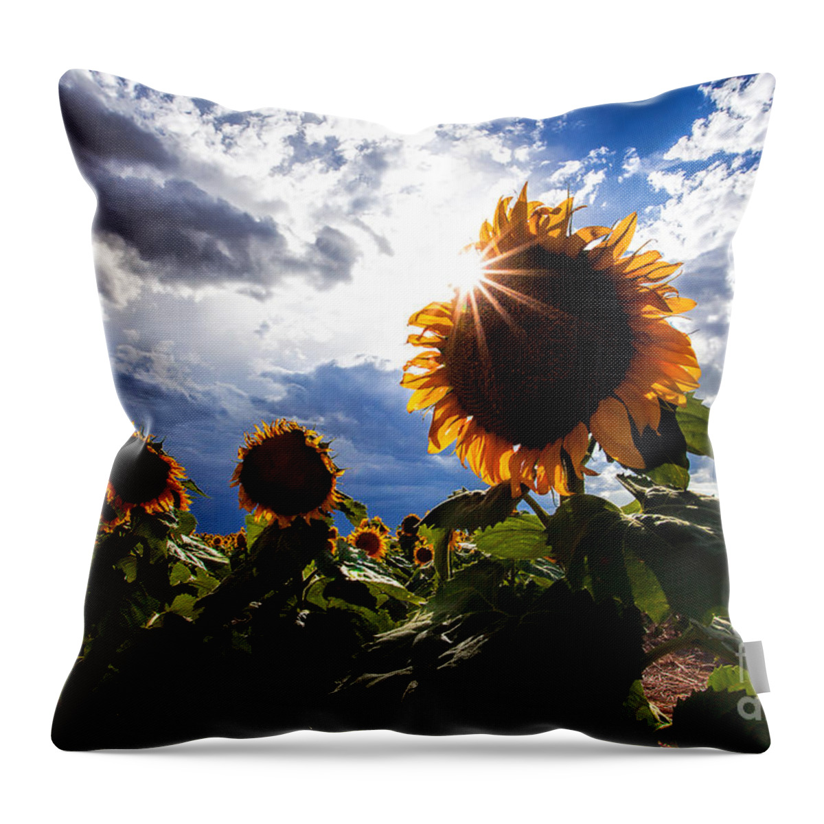 Flowers Throw Pillow featuring the photograph August Sky by Jim Garrison