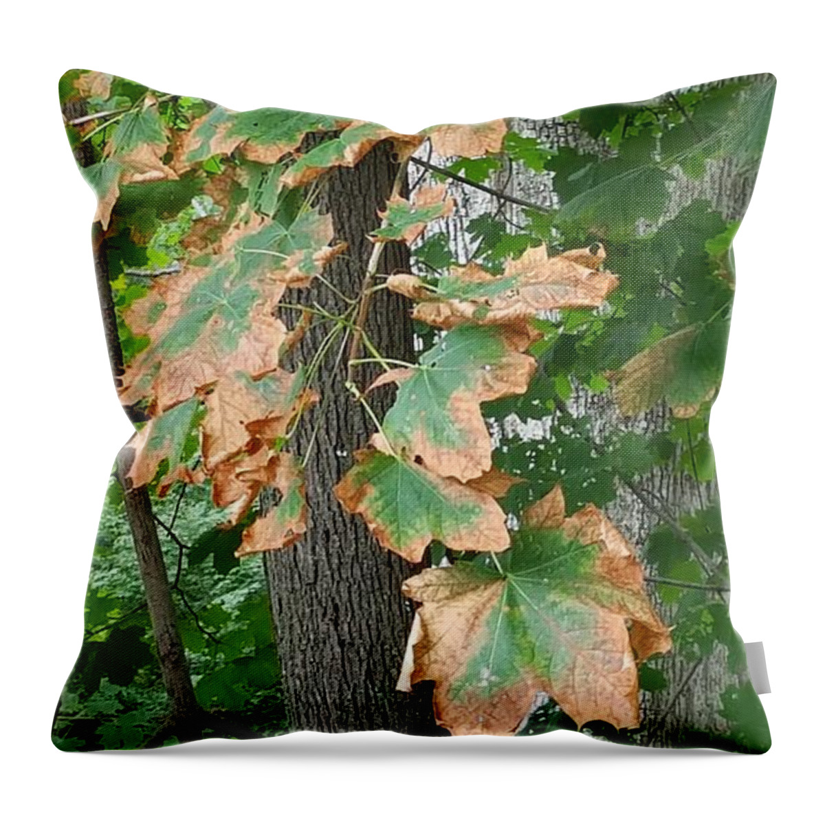 Leaves Throw Pillow featuring the photograph Autumn Colors 1 by Rob Hans