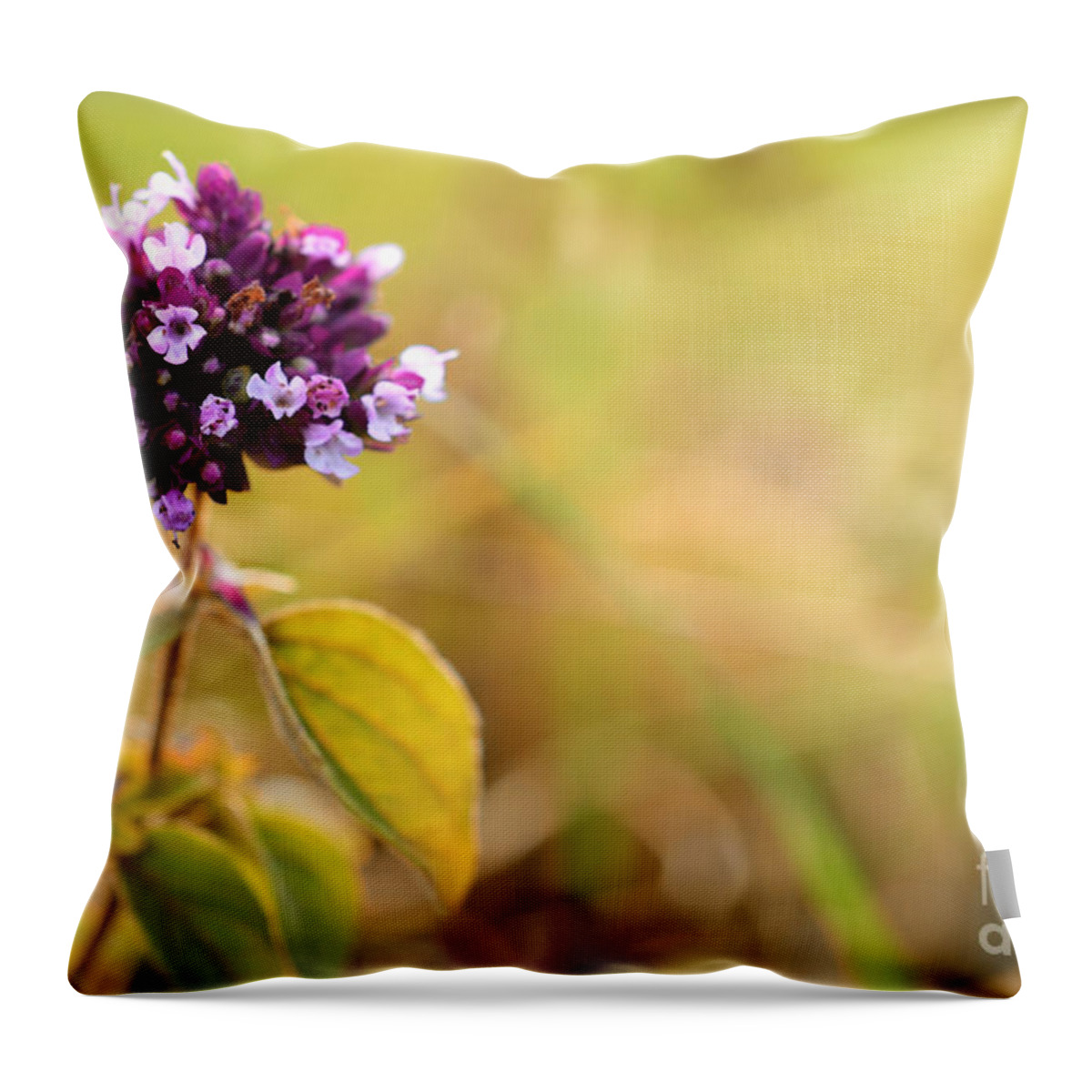 Autumn; Flowers; Flower; Colorful; Colors; Wood; Nature; Natural; Fall; Still; Sabine Jacobs; Purple; Field; Throw Pillow featuring the photograph Autumn Flower in a Field by Sabine Jacobs