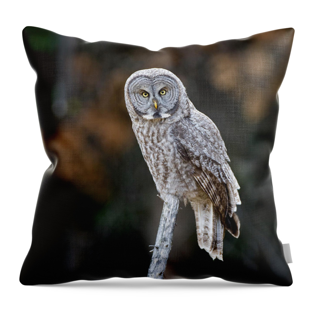 Great Gray Owl Throw Pillow featuring the photograph Autumn Great Gray Owl by Max Waugh