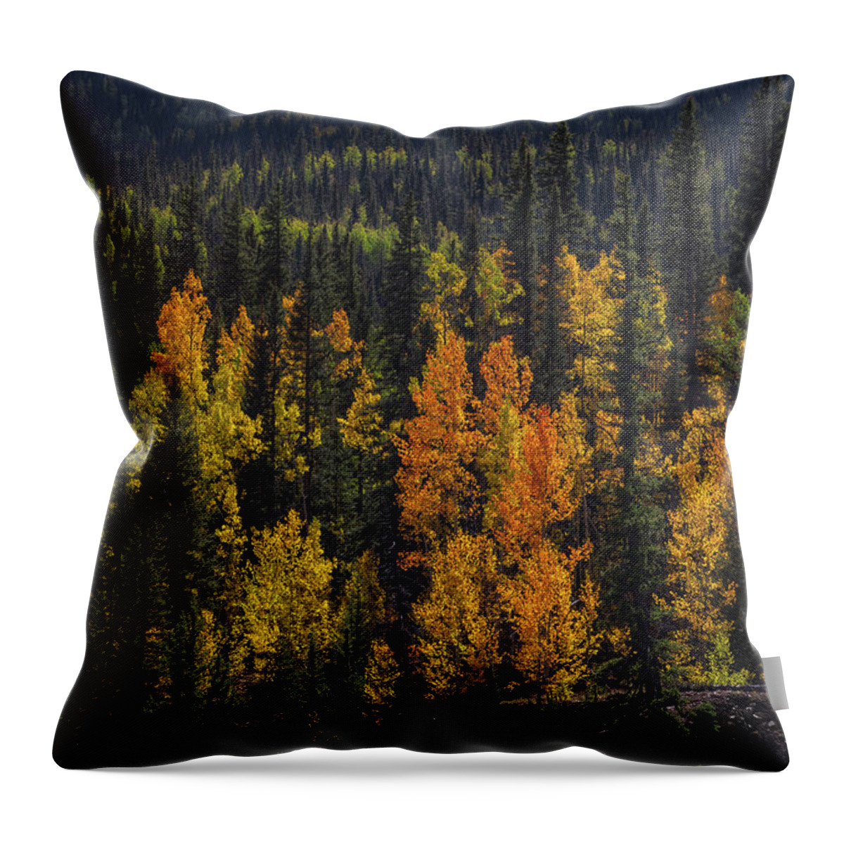 Aspens Throw Pillow featuring the photograph Autumn Lights by Jen Manganello
