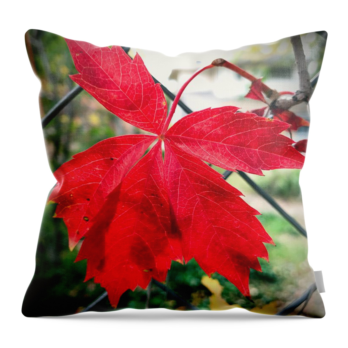 Autumn Throw Pillow featuring the photograph Autumn Red by Brad Hodges