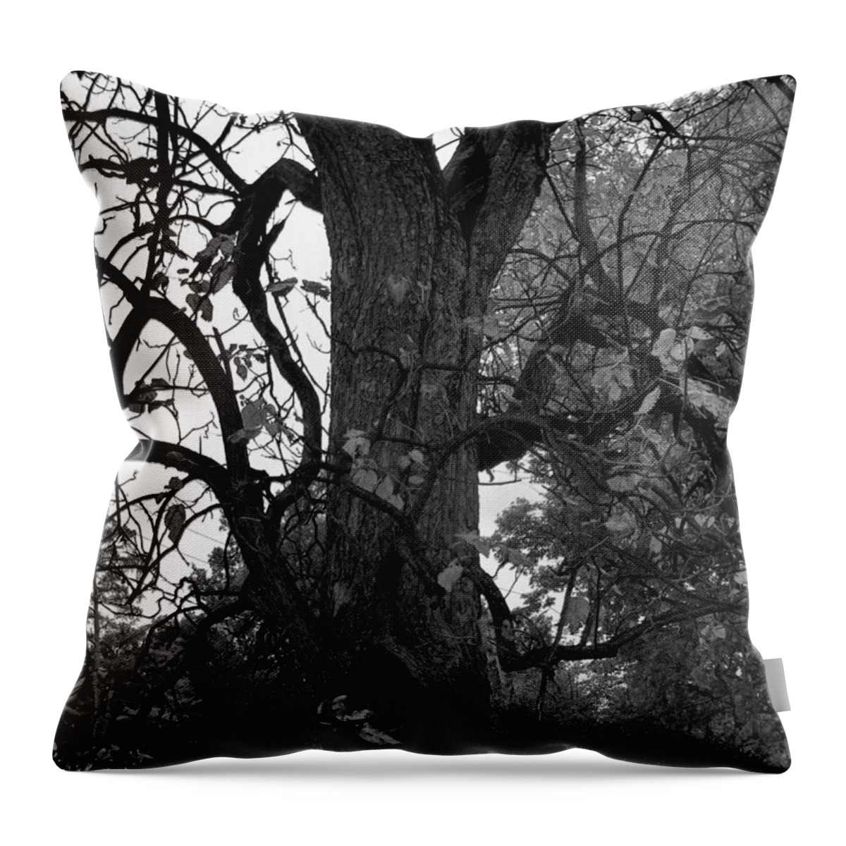 Tree Throw Pillow featuring the photograph Autumn Spook in Black and White by Karen Wagner
