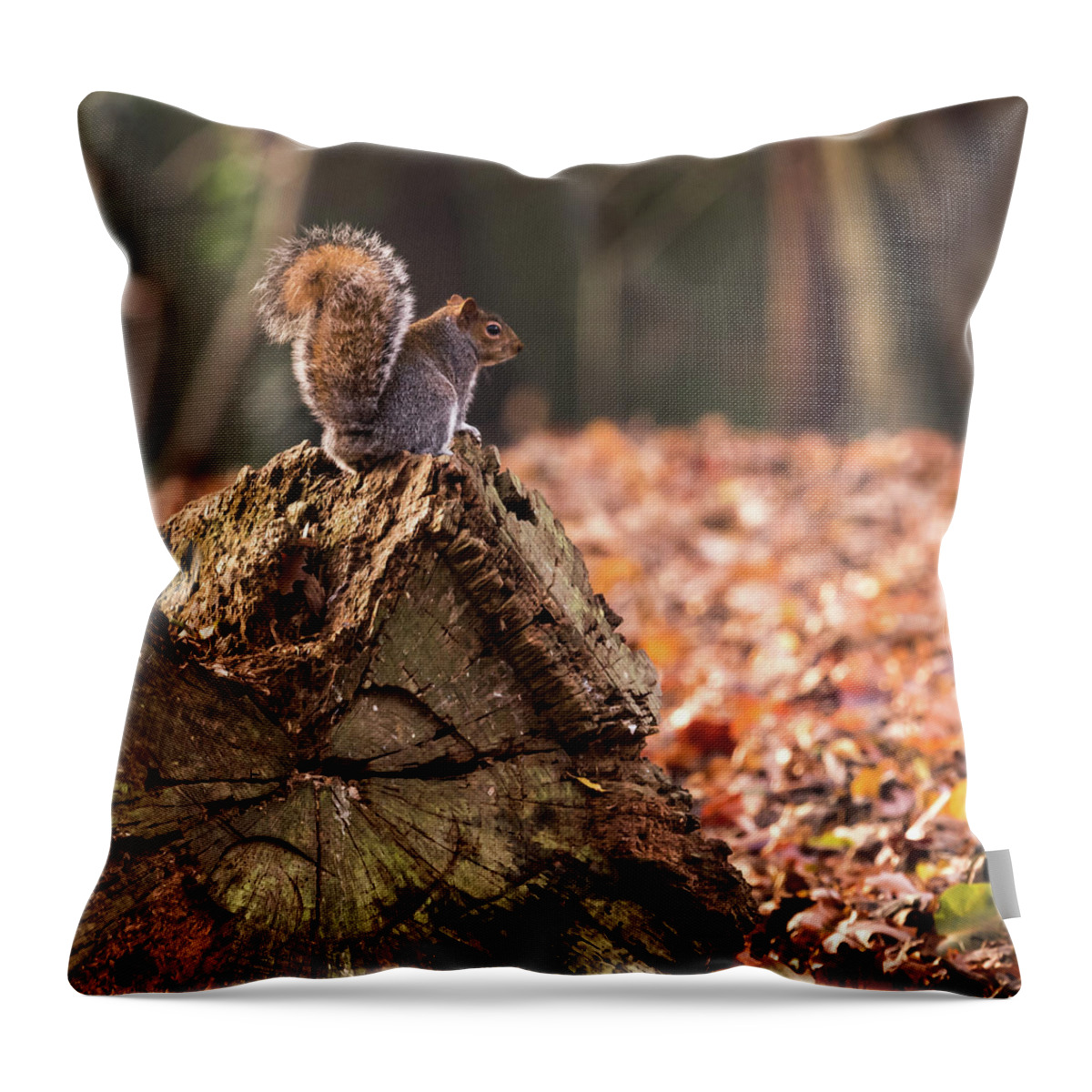 Squirrel Throw Pillow featuring the photograph Autumn Squirrel 3 Square by Matt Malloy