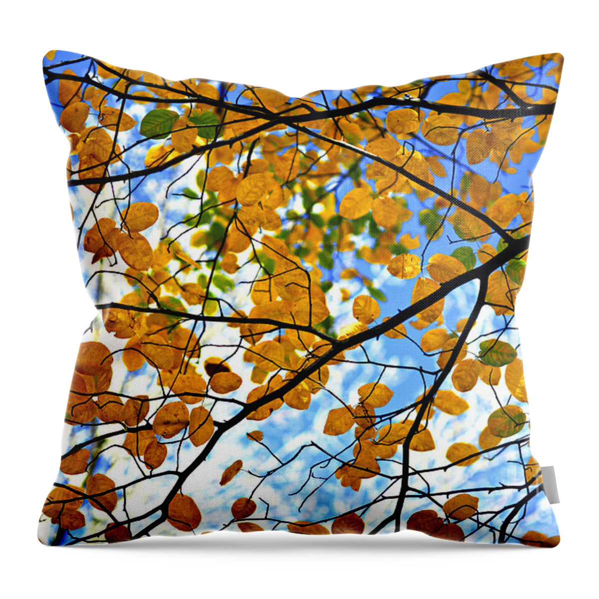 Fall Throw Pillow featuring the photograph Autumn tree branches by Elena Elisseeva