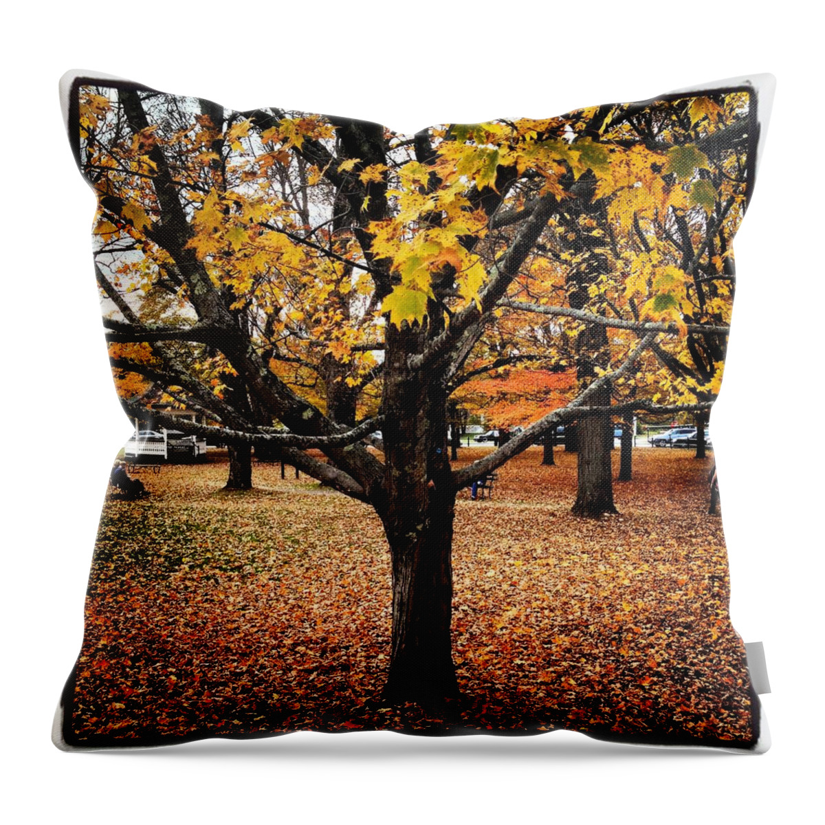 Autumn Throw Pillow featuring the photograph Autumn Tree in Vermont by Will Felix