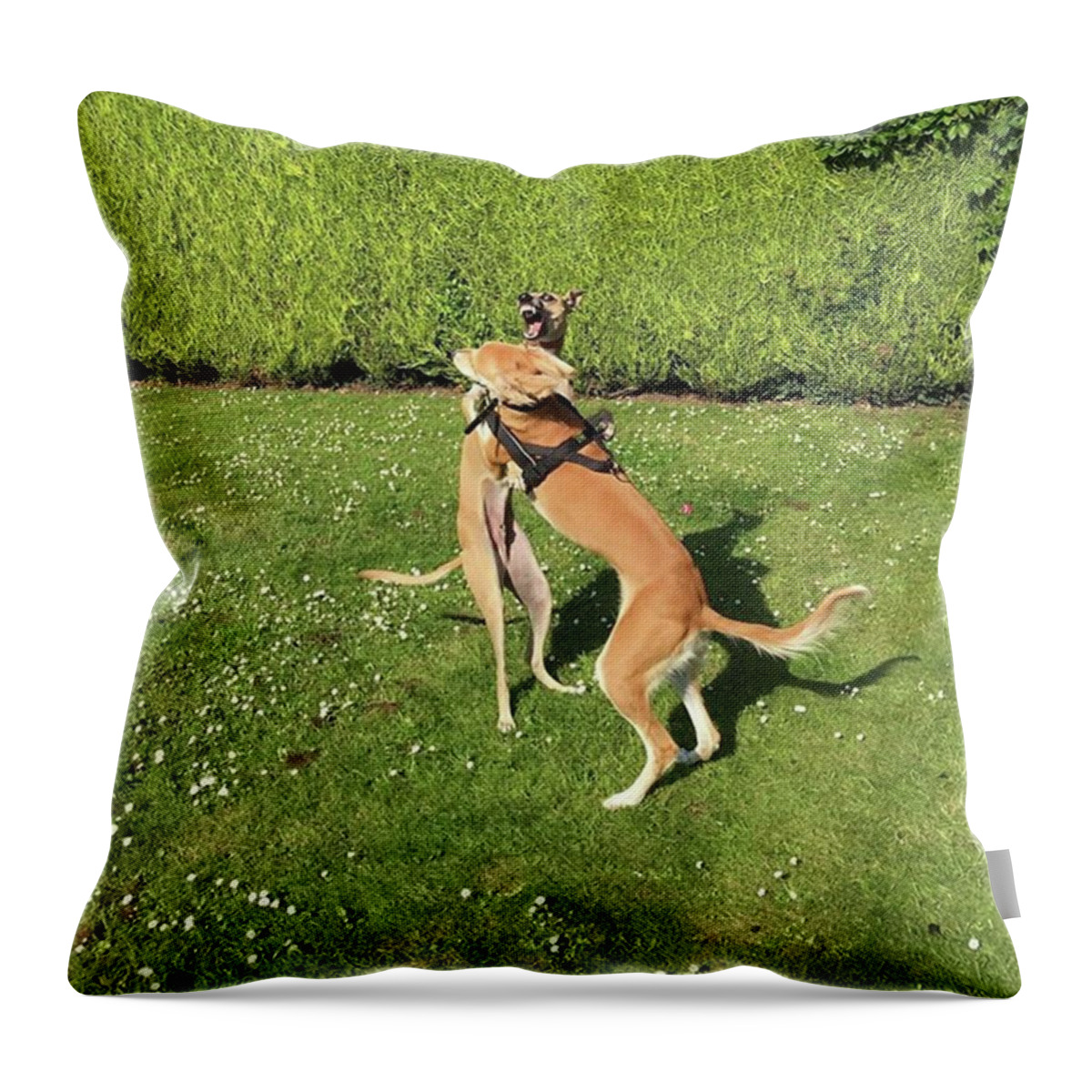 Persiangreyhound Throw Pillow featuring the photograph Ava The Saluki And Finly The Lurcher by John Edwards