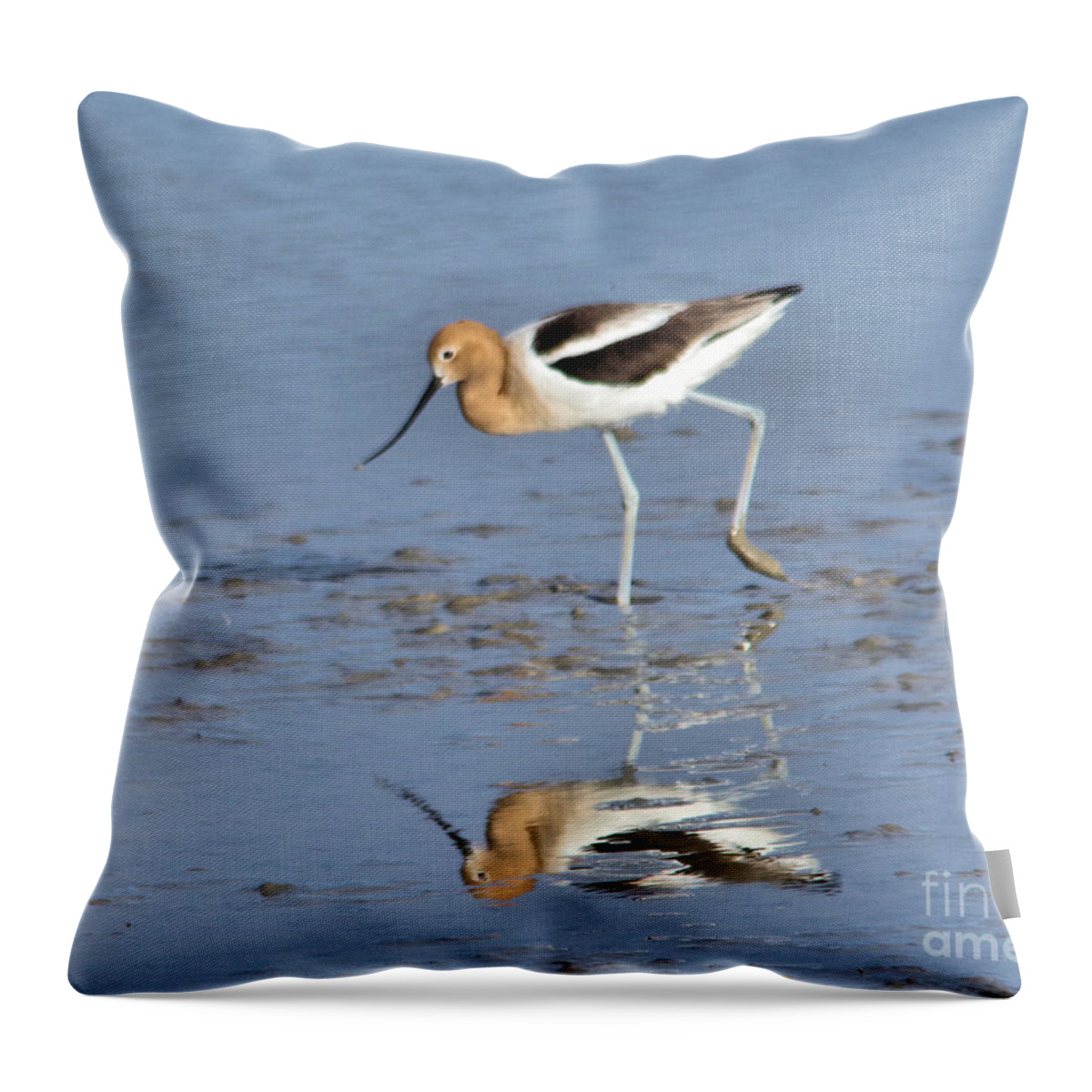  Bird Throw Pillow featuring the photograph Avocet and reflection by Jeff Swan
