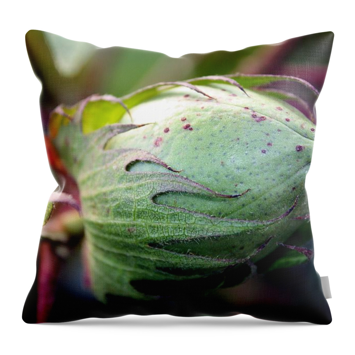 Cotton Throw Pillow featuring the photograph Awaiting Glory by KayeCee Spain