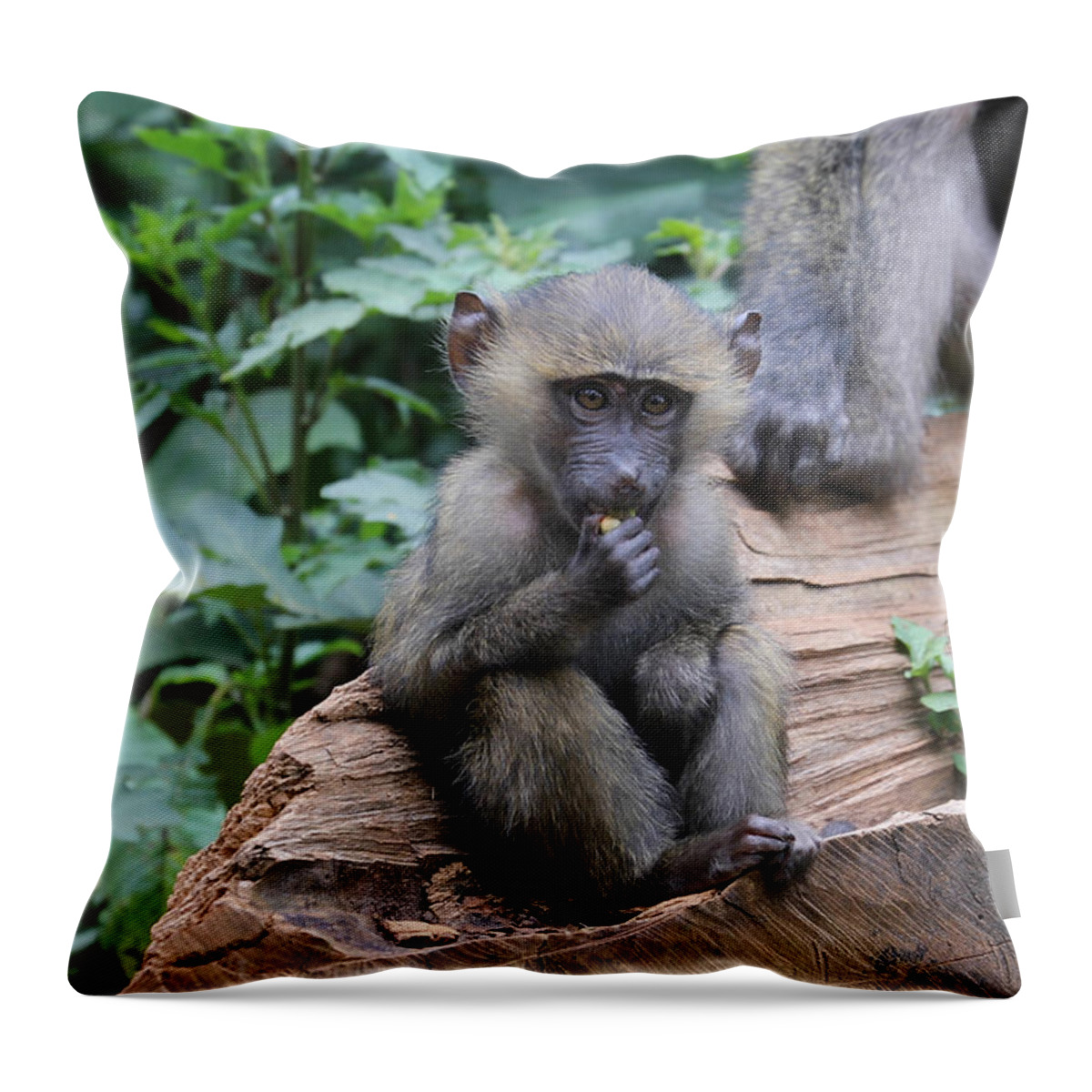 Baboon Throw Pillow featuring the photograph Baboon youth chewing food by Karen Foley