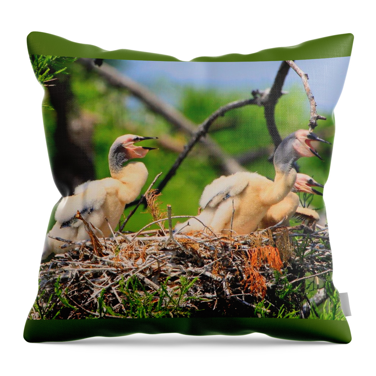 Anhinga Throw Pillow featuring the photograph Baby Anhinga Chicks by Barbara Bowen