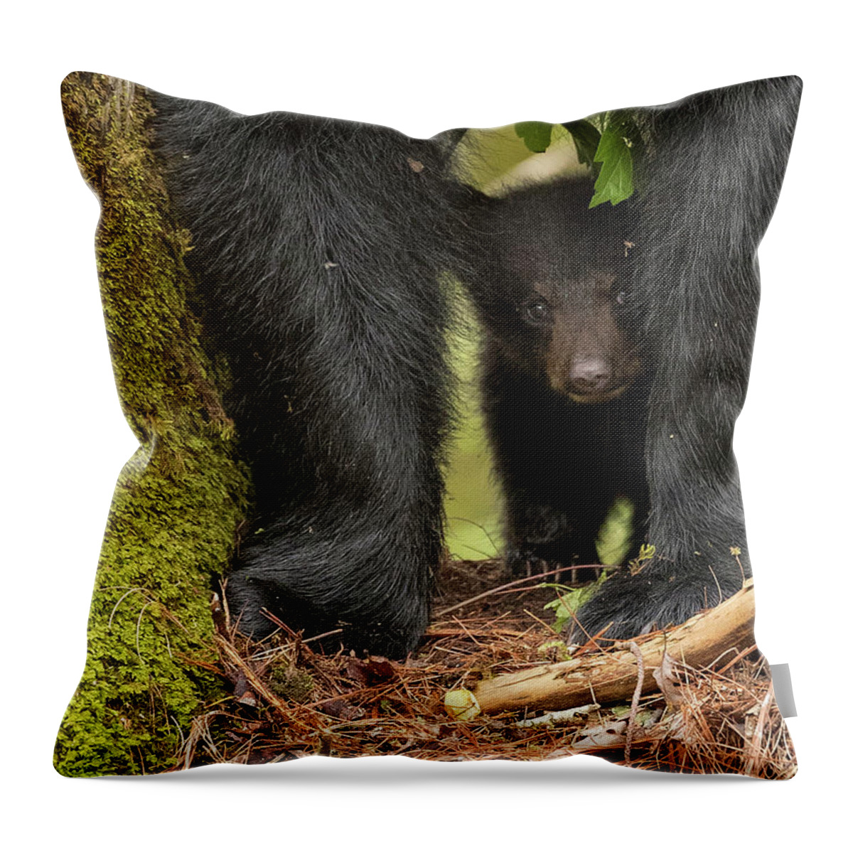 Black Throw Pillow featuring the photograph Baby Bear Greeting Card by Everet Regal