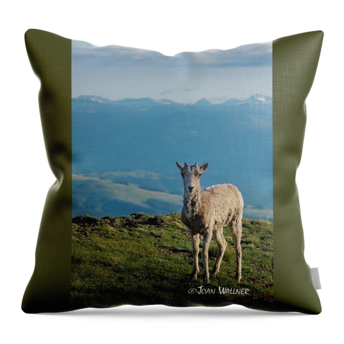 Big Horn Sheep Throw Pillow featuring the photograph Baby Big Horn Sheep by Joan Wallner