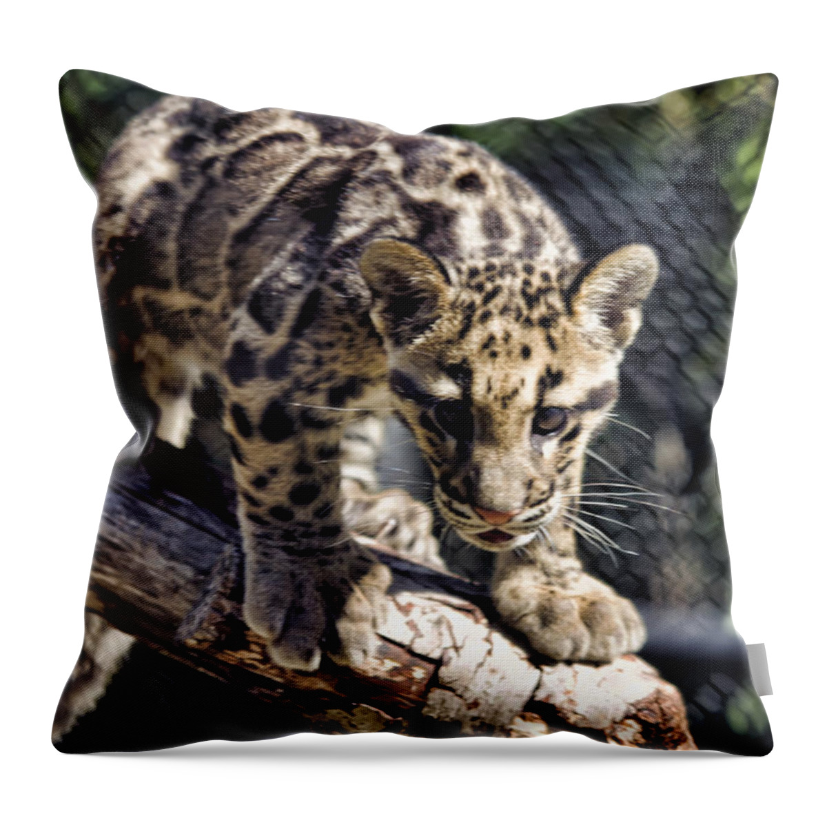 Brad Granger Throw Pillow featuring the photograph Baby Clouded Leopard by Brad Granger