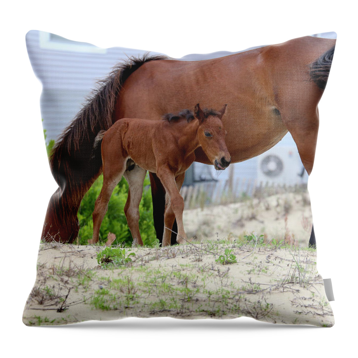 Wild Horses Throw Pillow featuring the photograph Baby Horse by David Stasiak