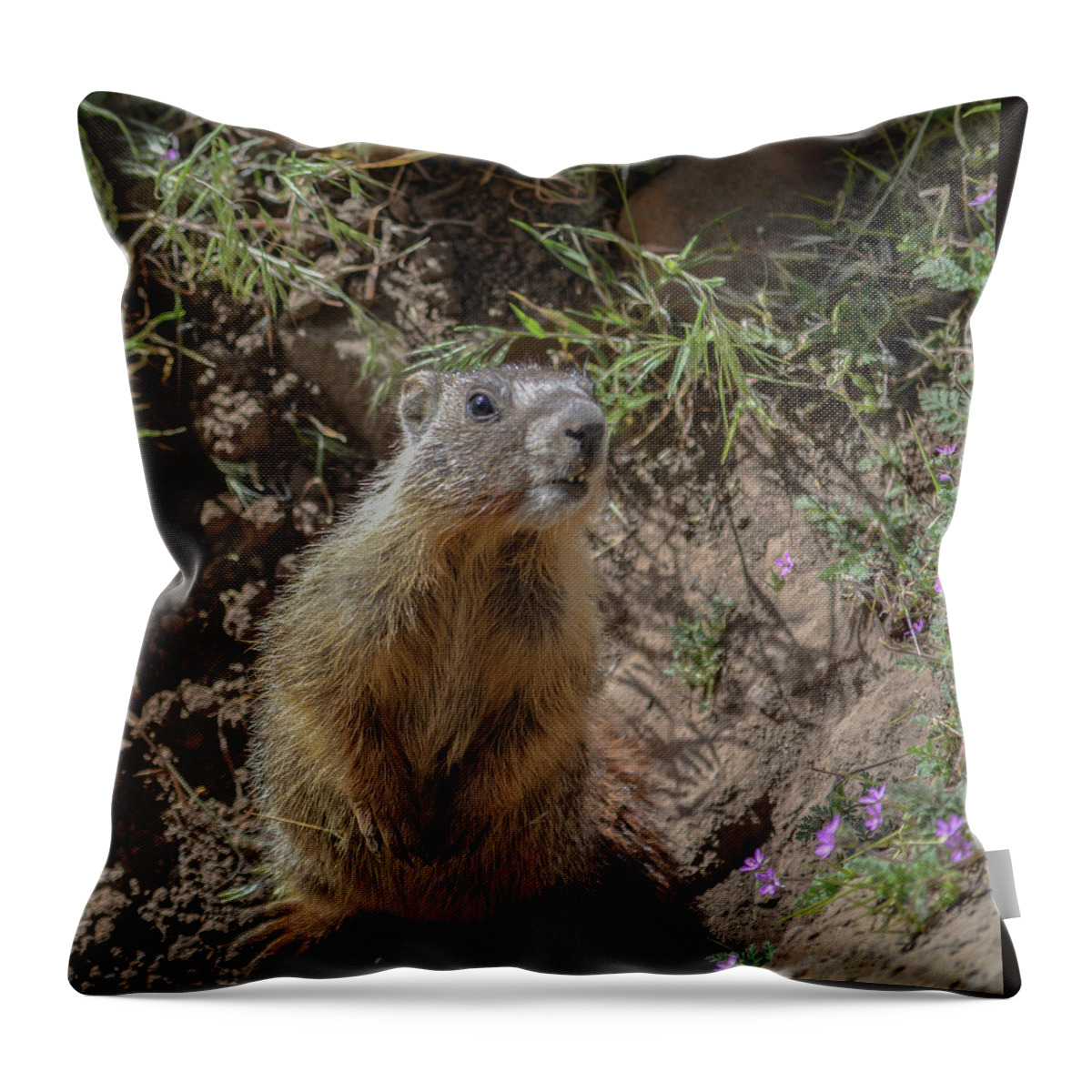 Groundhog Throw Pillow featuring the photograph Baby Marmot by Dave Hill