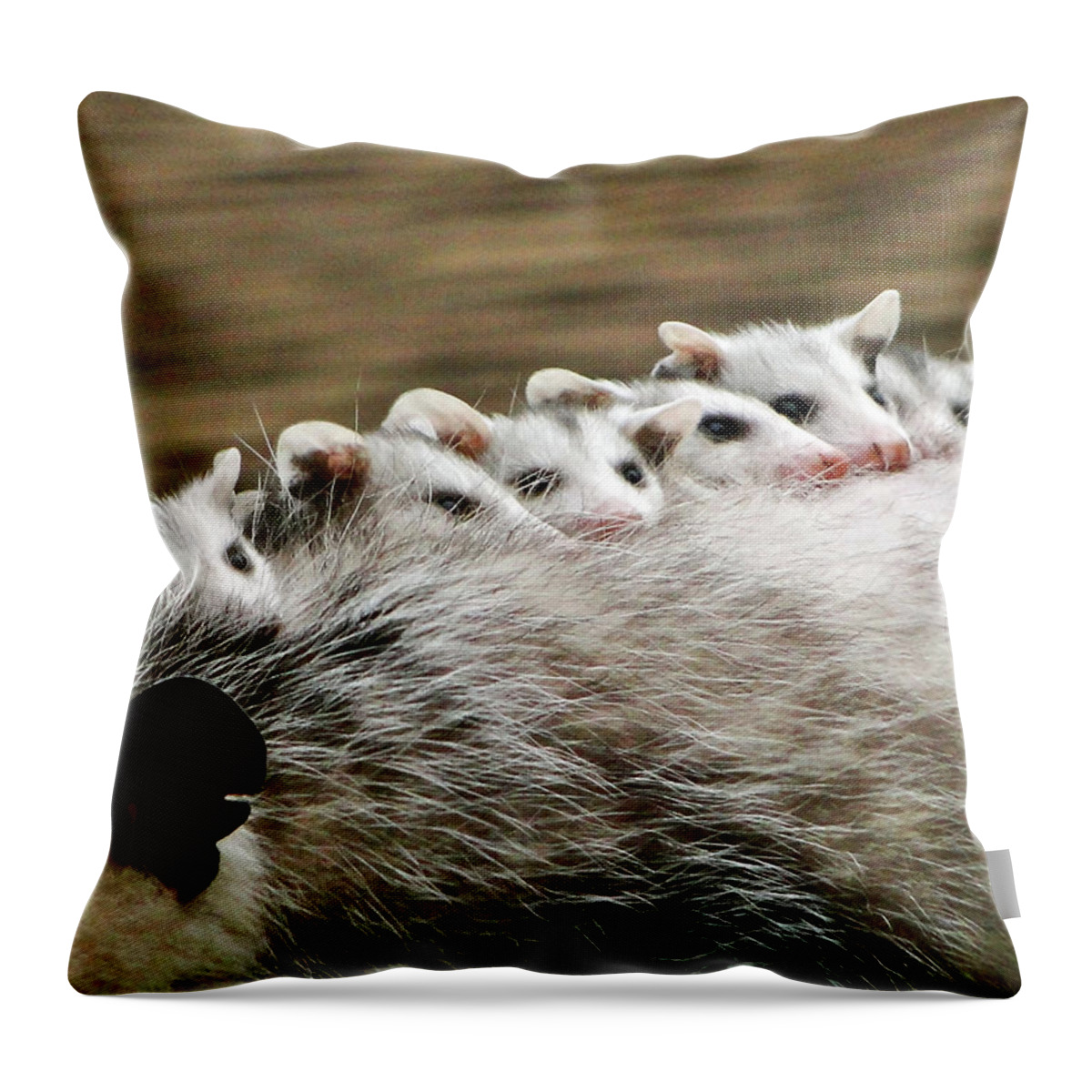 Possum Throw Pillow featuring the photograph Baby Possums by Liz Vernand