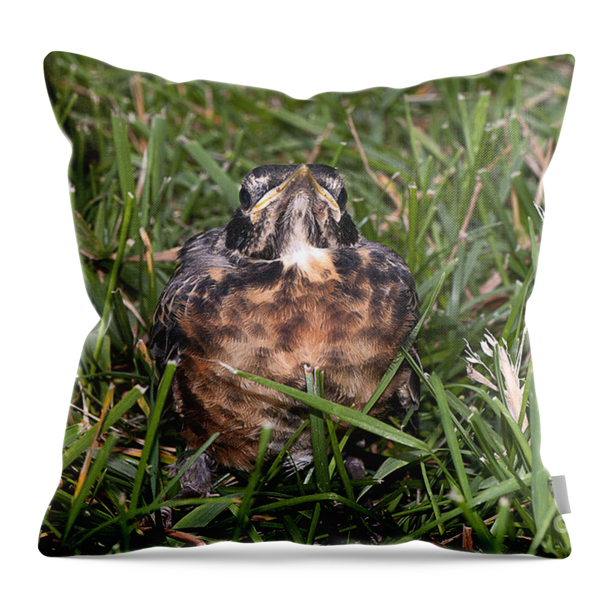 Bird Throw Pillow featuring the photograph Baby Robin by Scott Camazine