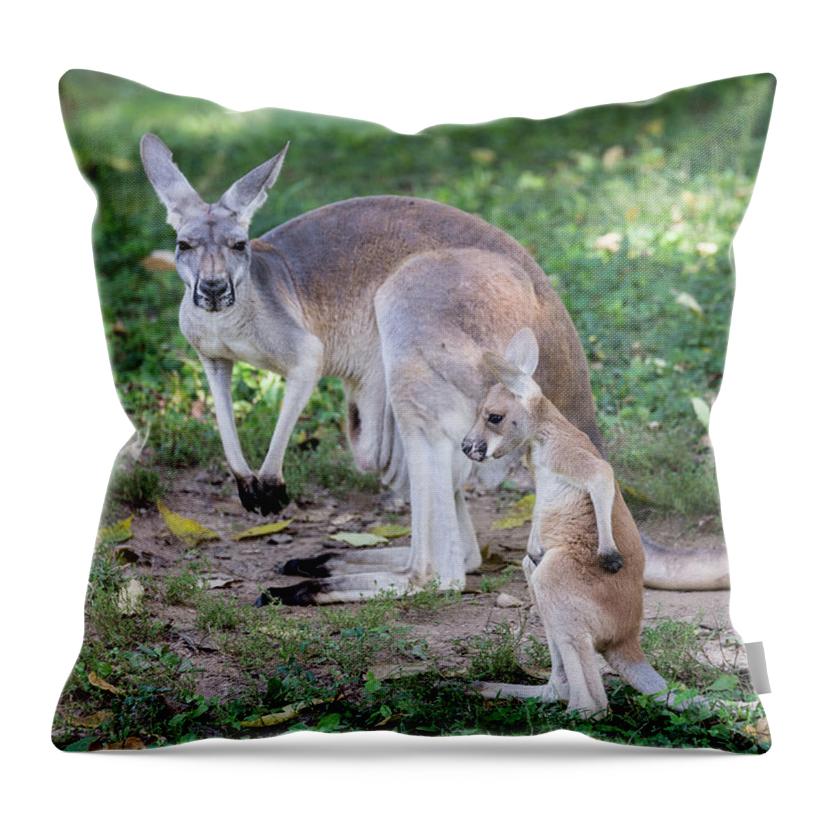 Kangaroo Throw Pillow featuring the photograph Baby Roo by Andrea Silies