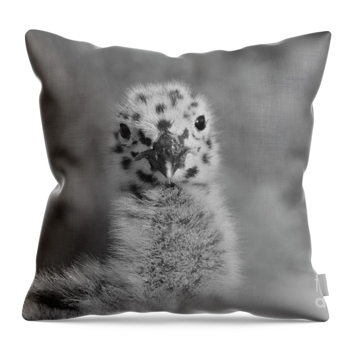 Birds Throw Pillow featuring the photograph Baby Western Seagull Spots by John F Tsumas
