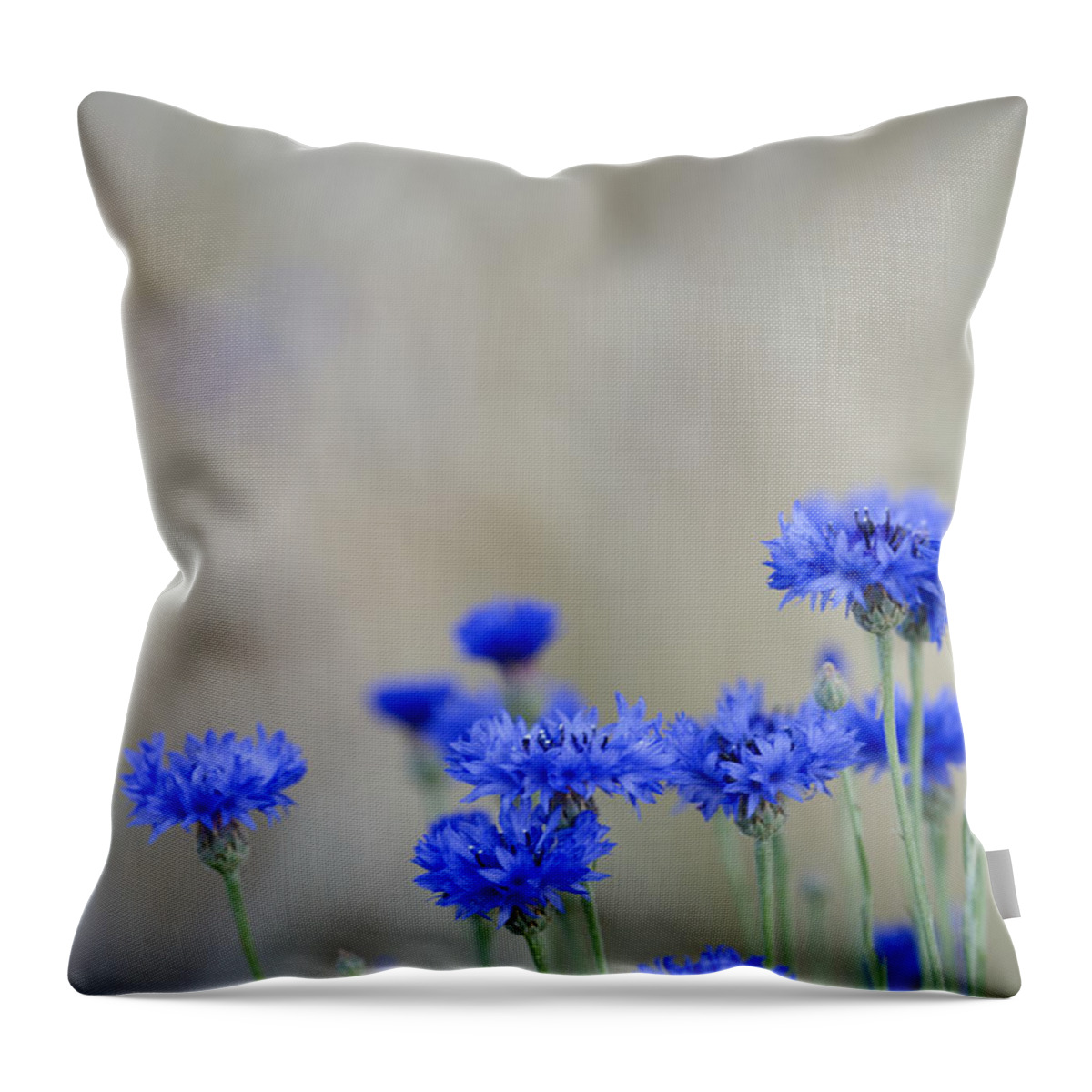 Cornflowers Throw Pillow featuring the photograph Bachelors Buttons Flowering by Inga Spence