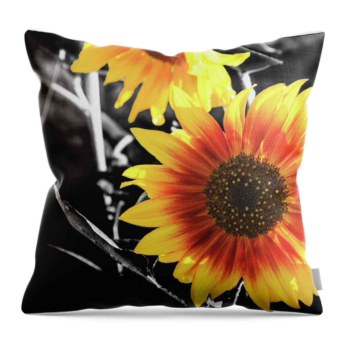 Sunflower Throw Pillow featuring the photograph Back-lit Brilliance by April Burton