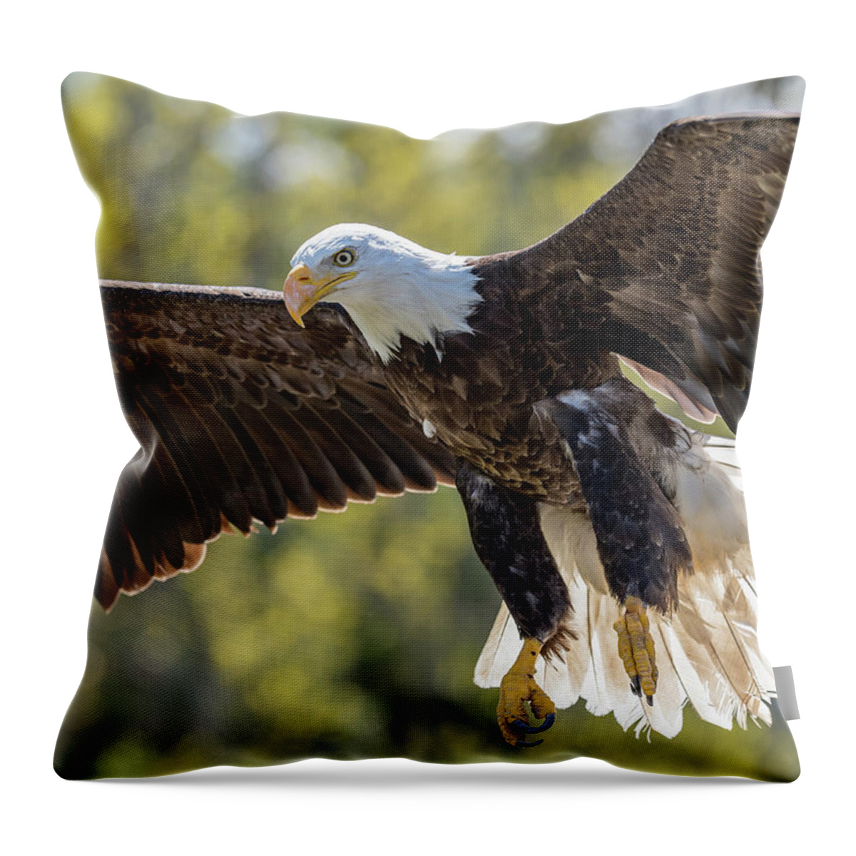 Ontario Throw Pillow featuring the photograph Backlit Eagle by Ian Sempowski