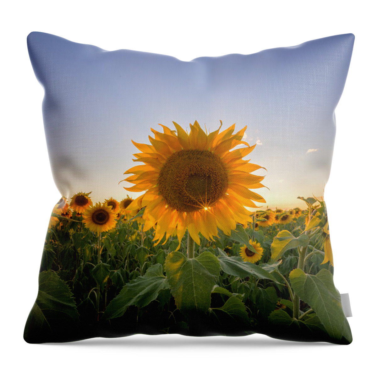 Flowers Throw Pillow featuring the photograph Backlit by Paul Schultz