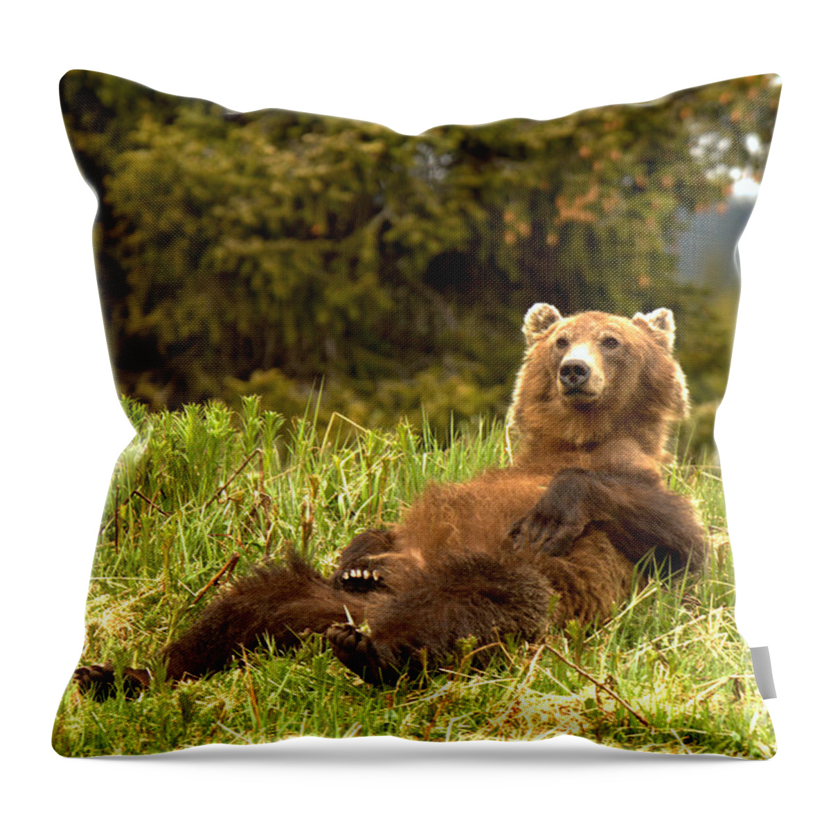 Grizzly Throw Pillow featuring the photograph Banff Grizzly Lounging In The Grass by Adam Jewell