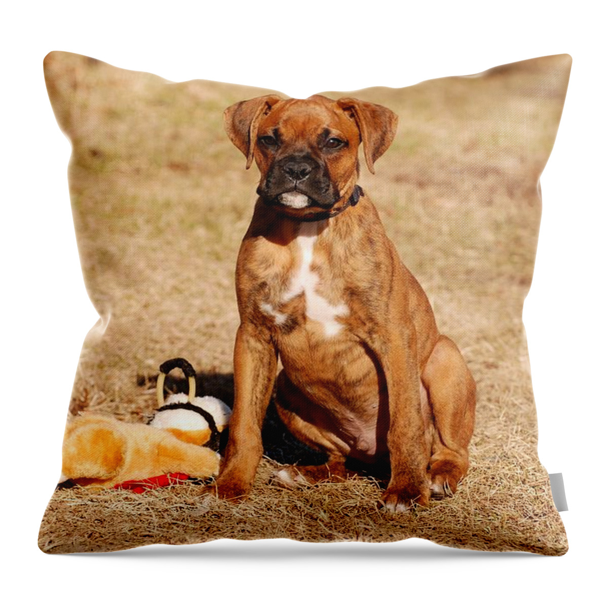 Boxer Puppy Throw Pillow featuring the photograph Bailey The Boxer Puppy by Angie Tirado