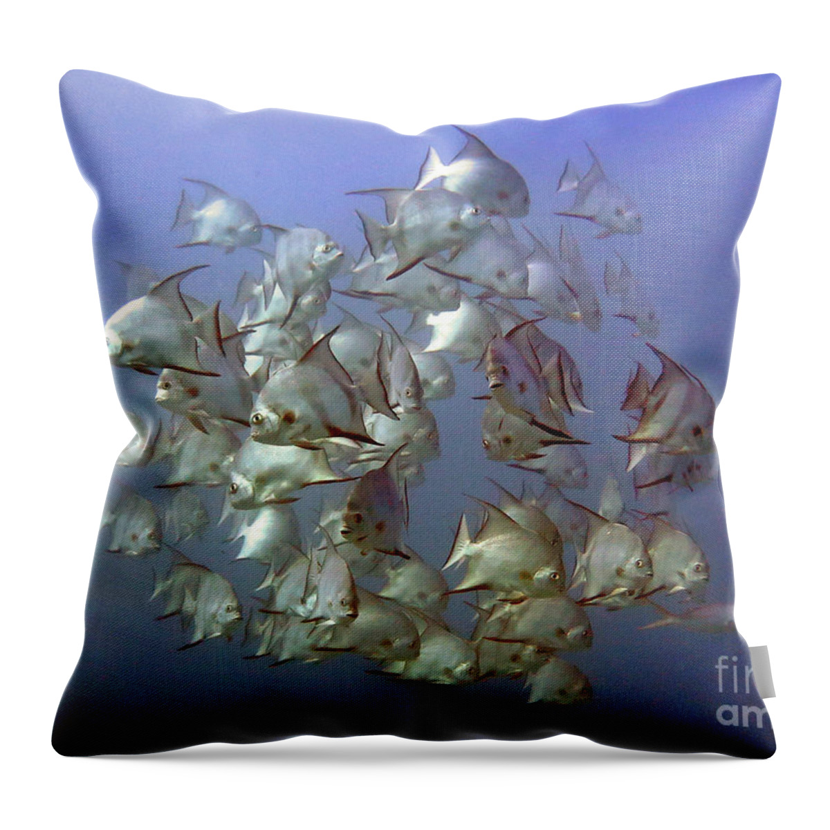 Underwater Throw Pillow featuring the photograph Baitball by Daryl Duda