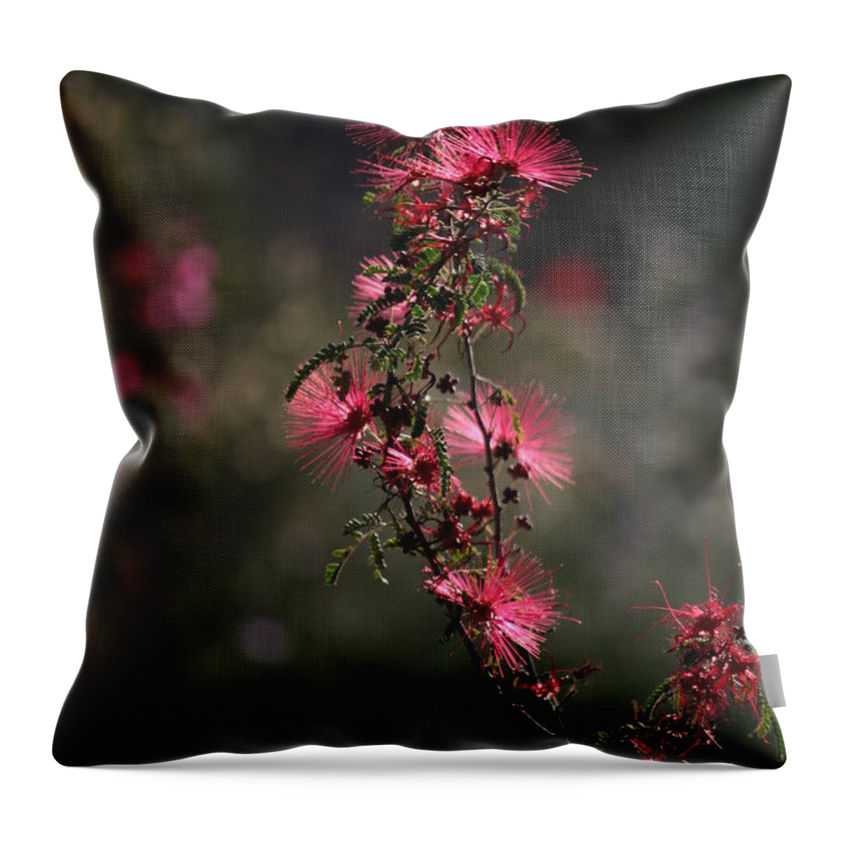 Red Flower Throw Pillow featuring the photograph Baja Fairy Duster 2 by Grant Washburn