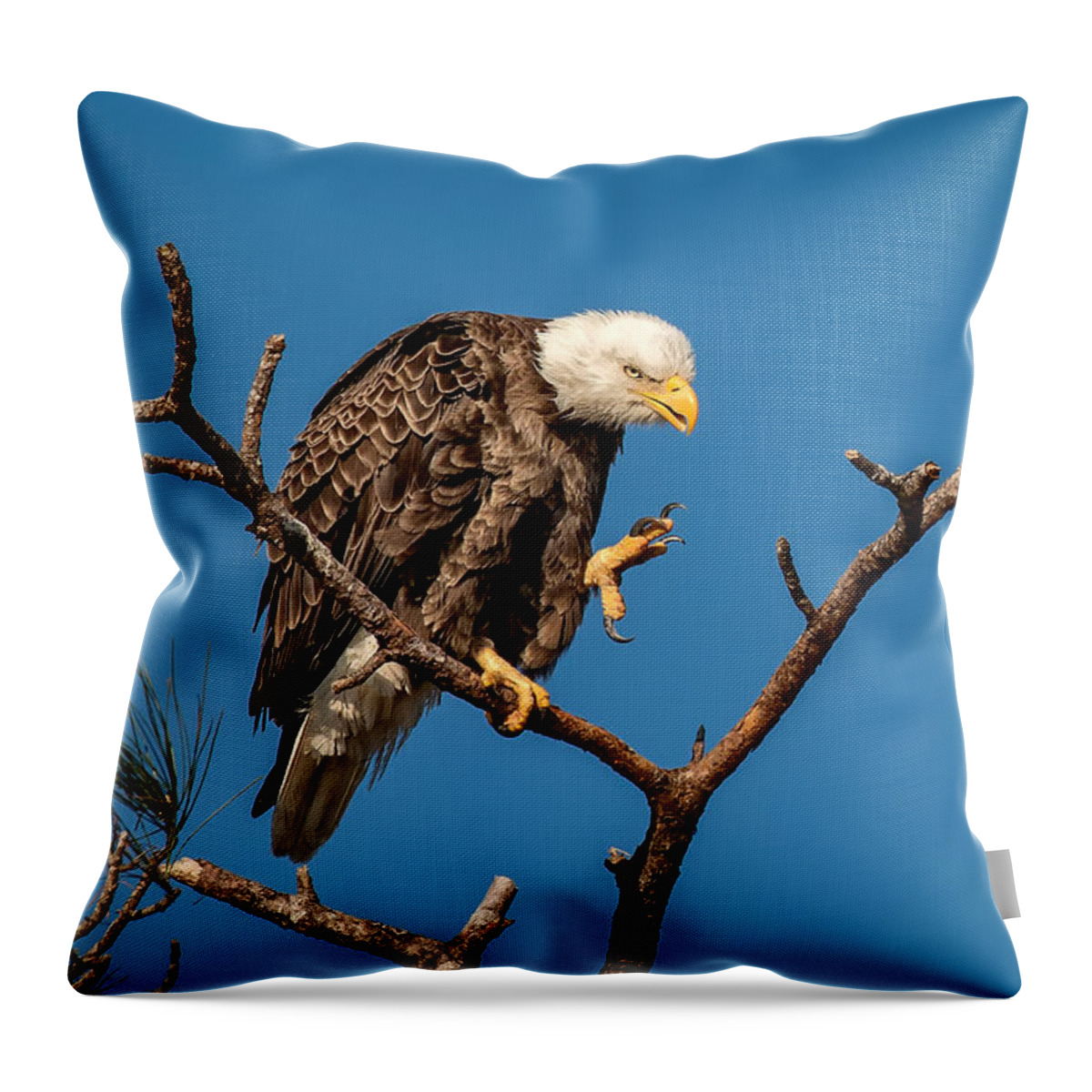 Bald Eagle Throw Pillow featuring the photograph Bald Eagle Dance by Joe Myeress