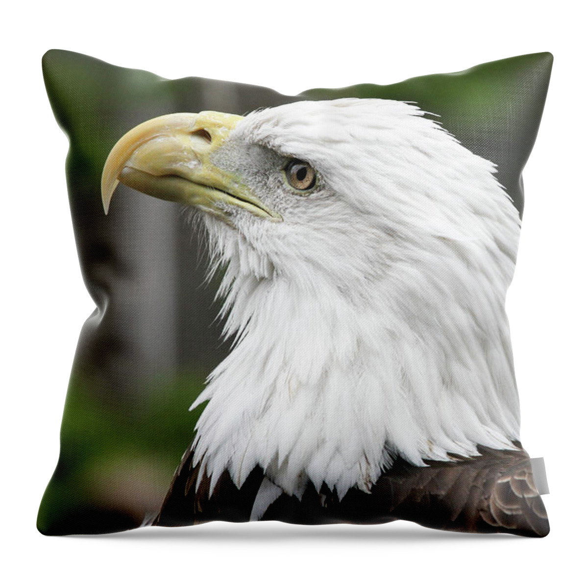 Eagle Throw Pillow featuring the photograph Bald Eagle by Jackson Pearson