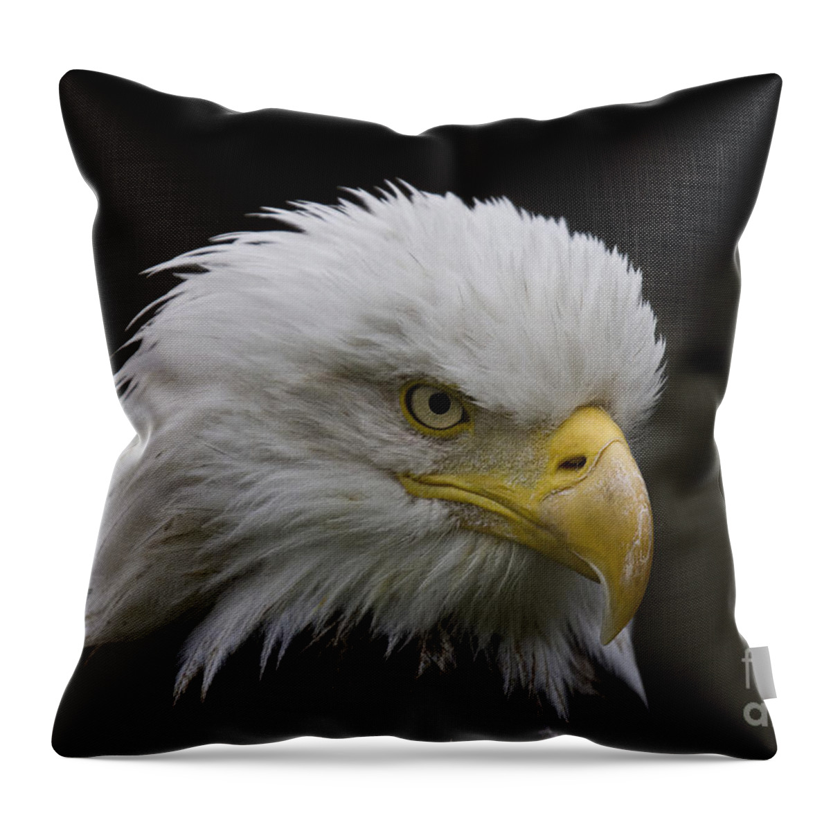 Eagle Throw Pillow featuring the photograph Bald eagle looking for food by Heiko Koehrer-Wagner