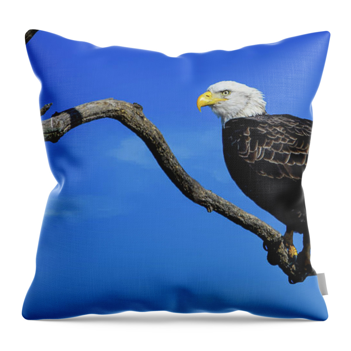 Eagle Throw Pillow featuring the photograph Bald eagle perched by Sam Rino