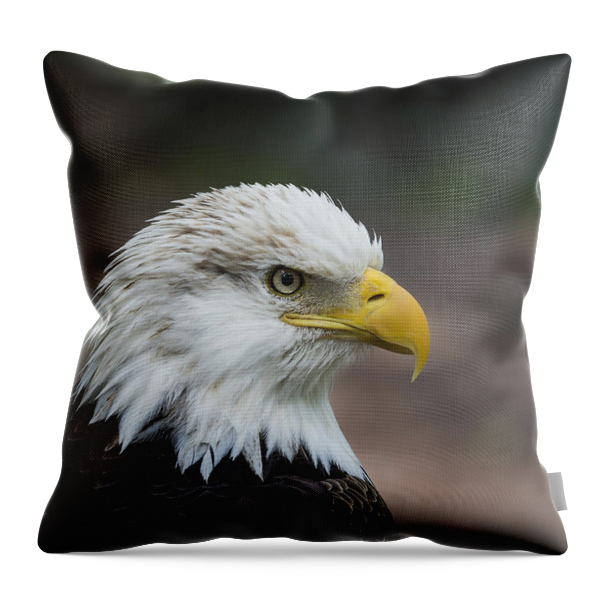 Animal Throw Pillow featuring the photograph Bald Eagle Profile by Andrea Silies